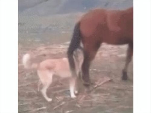 跑跑卡丁车手游(跑跑卡丁车手游神话翅膀)插图1