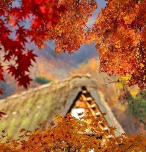 萧萧宵征枫叶在公蚂蚁庄园(萧萧游戏解说)