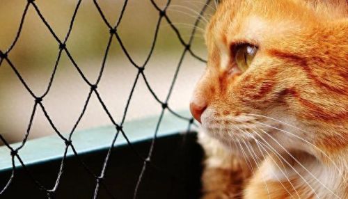 猫咪物语3(猫咪物语1官方)插图18 猫咪物语3(猫咪物语1官方)插图18