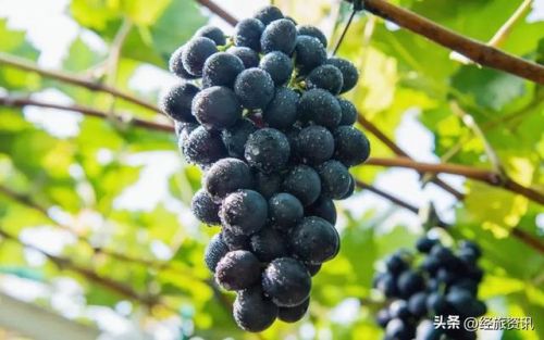 西安酒庄排名前十(咸阳酒庄)插图9 西安酒庄排名前十(咸阳酒庄)插图9