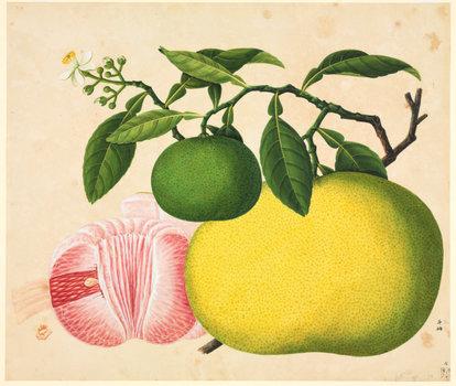 洛克王国紫藤的快速收集方法(洛克王国紫藤可掉落吗)插图18