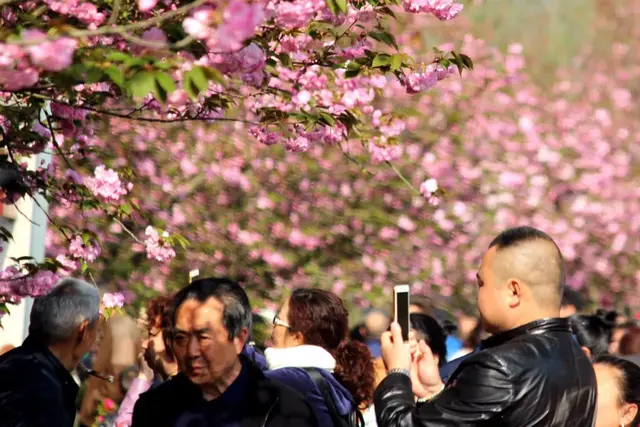 光遇浪漫樱花海怎么去(光遇警惕站姿长什么样)插图7