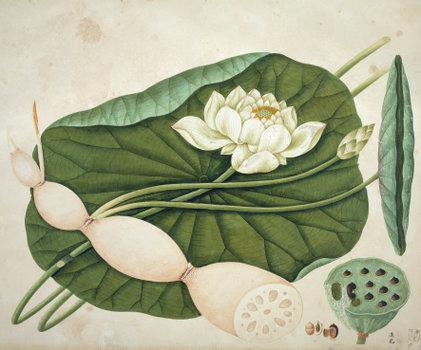 洛克王国紫藤的快速收集方法(洛克王国紫藤可掉落吗)插图12