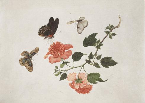 洛克王国紫藤的快速收集方法(洛克王国紫藤可掉落吗)插图15