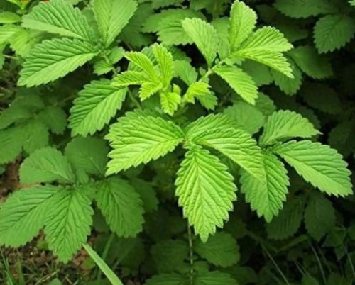 龙齿草(龙齿是什么动物身上的)插图1