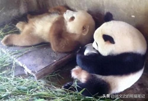 七仔表情(七仔翻白眼照片)插图4 七仔表情(七仔翻白眼照片)插图4