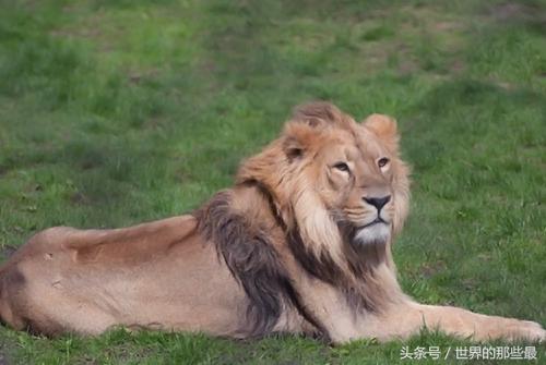 东非雄狮排名前十图片(非洲十大狮王排名)插图1 东非雄狮排名前十图片(非洲十大狮王排名)插图1