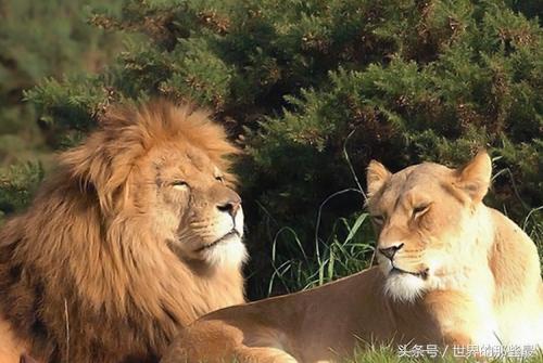东非雄狮排名前十图片(非洲十大狮王排名)插图 东非雄狮排名前十图片(非洲十大狮王排名)插图