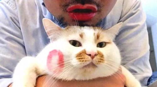 猫为什么能像液体一样缩在盒子里(猫舔到疫苗液体会怎么样)插图