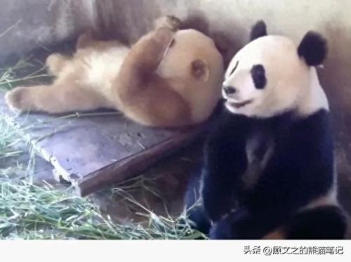 七仔表情(七仔翻白眼照片)插图9 七仔表情(七仔翻白眼照片)插图9