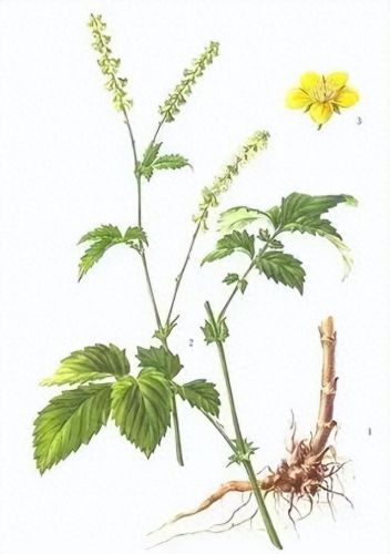 龙齿草(龙齿是什么动物身上的)插图3