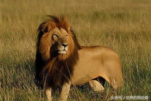 东非雄狮排名前十图片(非洲十大狮王排名)插图5 东非雄狮排名前十图片(非洲十大狮王排名)插图5