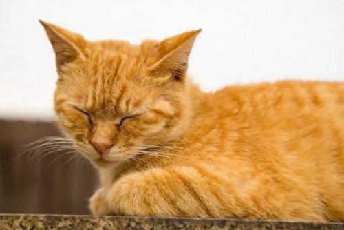 猫咪物语3(猫咪物语1官方)插图17 猫咪物语3(猫咪物语1官方)插图17