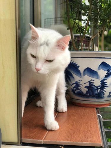 撒娇神器(撒娇魔法棒)插图1