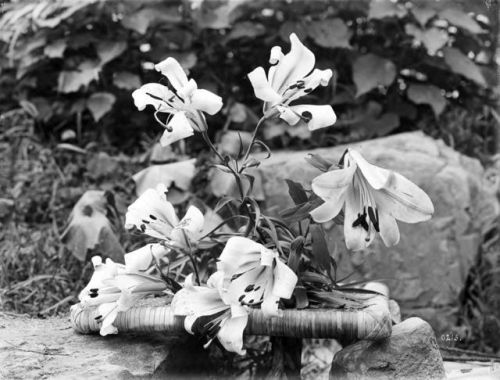 洛克王国紫藤的快速收集方法(洛克王国紫藤可掉落吗)插图28