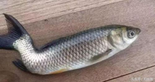 逃离带电水域攻略(逃离碎石河攻略)插图3