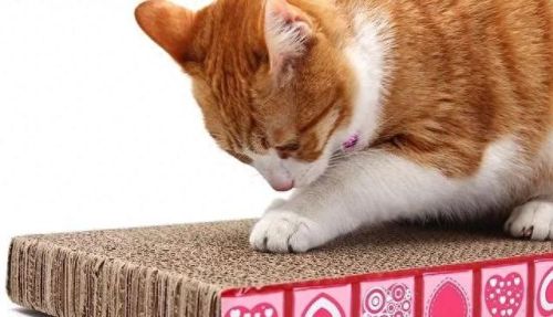 vagaa 无限制(后半夜vagaa是什么梗)插图1