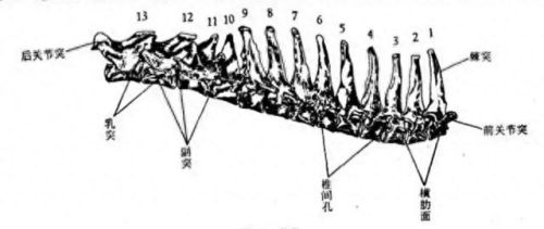 猫为什么能像液体一样缩在盒子里(猫舔到疫苗液体会怎么样)插图11