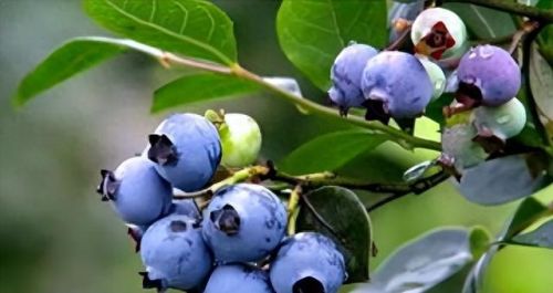 以下哪种水果的含糖量其实更高(十大升糖水果排行表)插图2