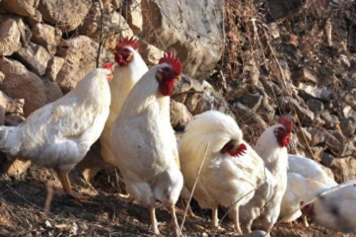 僵尸鸡(僵尸鸡电影)插图3