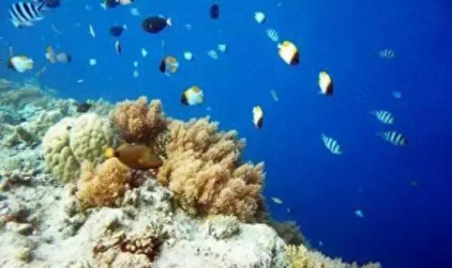 牛奶鱼群汤(牛奶麻酱汤做法大全)插图16 牛奶鱼群汤(牛奶麻酱汤做法大全)插图16