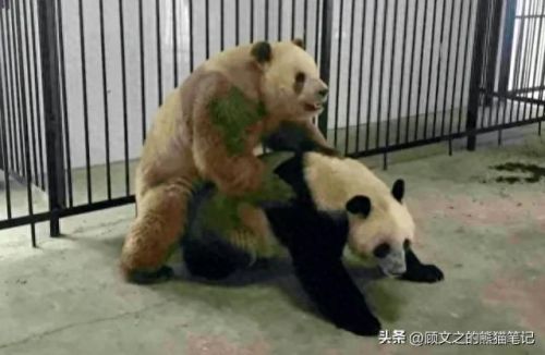 七仔表情(七仔翻白眼照片)插图6 七仔表情(七仔翻白眼照片)插图6