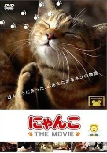 猫咪物语3(猫咪物语1官方)插图6 猫咪物语3(猫咪物语1官方)插图6