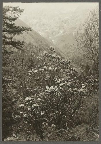 洛克王国紫藤的快速收集方法(洛克王国紫藤可掉落吗)插图33