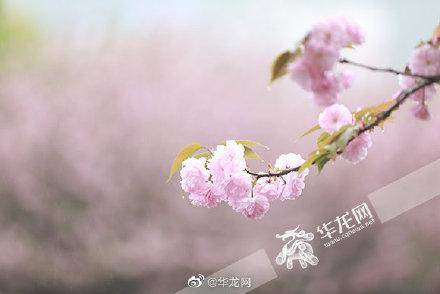 樱花高校(樱花高校大全)