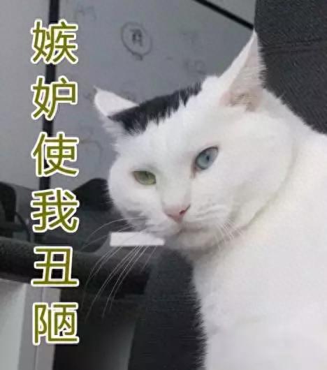 猫为什么能像液体一样缩在盒子里(猫舔到疫苗液体会怎么样)插图9