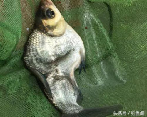 逃离带电水域攻略(逃离碎石河攻略)