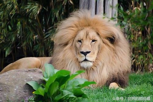 东非雄狮排名前十图片(非洲十大狮王排名)插图6 东非雄狮排名前十图片(非洲十大狮王排名)插图6