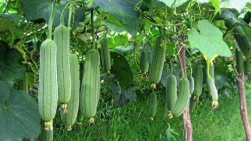 污草莓樱桃丝瓜绿巨人秋葵(樱桃秋葵向日葵)插图4