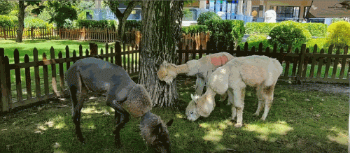 秦岭周边饭店排名前十(秦岭农家乐推荐聚集地)插图16 秦岭周边饭店排名前十(秦岭农家乐推荐聚集地)插图16