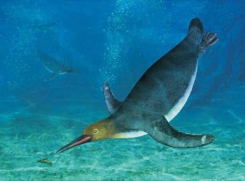 世界上最大的企鹅(小蓝企鹅)插图8 世界上最大的企鹅(小蓝企鹅)插图8