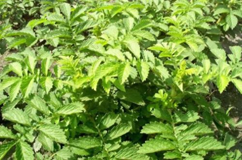 龙齿草(龙齿是什么动物身上的)插图4