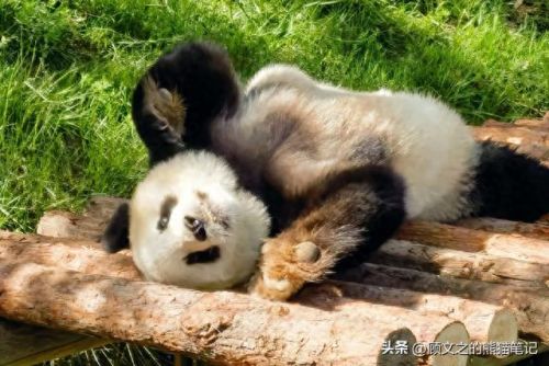 七仔表情(七仔翻白眼照片)插图2 七仔表情(七仔翻白眼照片)插图2