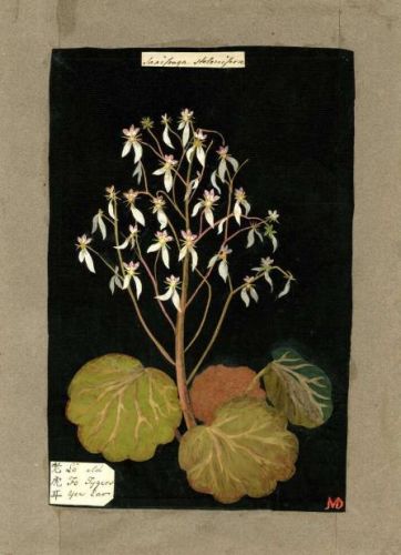 洛克王国紫藤的快速收集方法(洛克王国紫藤可掉落吗)插图5