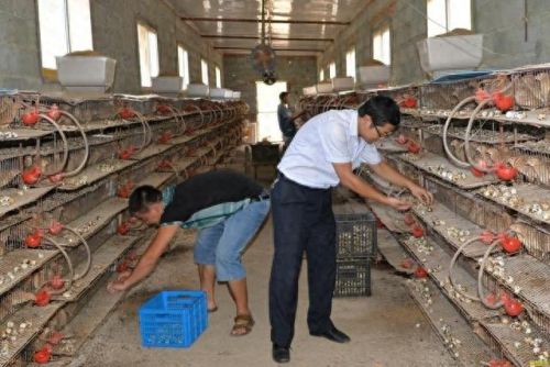 牧场养什么最赚钱(牧场养殖赚钱的app)插图1 牧场养什么最赚钱(牧场养殖赚钱的app)插图1