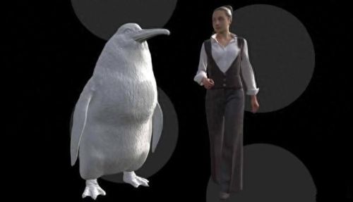 世界上最大的企鹅(小蓝企鹅)