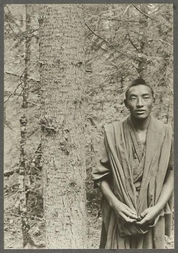 洛克王国紫藤的快速收集方法(洛克王国紫藤可掉落吗)插图34