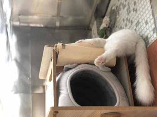 撒娇神器(撒娇魔法棒)插图