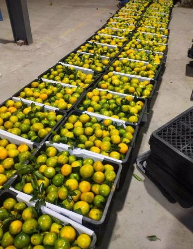 年终水果销量排名前十(什么水果销量最好)插图2 年终水果销量排名前十(什么水果销量最好)插图2