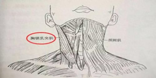 猫为什么能像液体一样缩在盒子里(猫舔到疫苗液体会怎么样)插图8