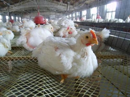 僵尸鸡(僵尸鸡电影)插图8