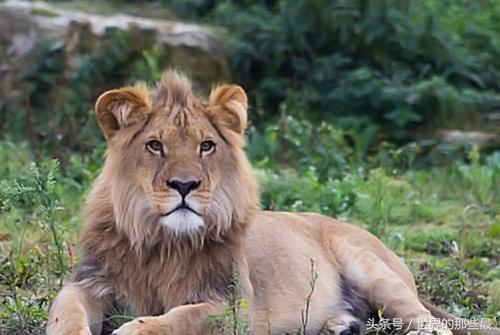 东非雄狮排名前十图片(非洲十大狮王排名)插图3 东非雄狮排名前十图片(非洲十大狮王排名)插图3