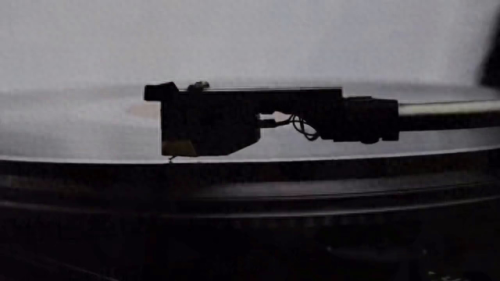 哪种动物的叫声和猫咪差不多(猫咪20种叫声代表什么)插图5