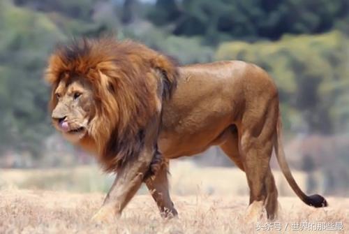 东非雄狮排名前十图片(非洲十大狮王排名)