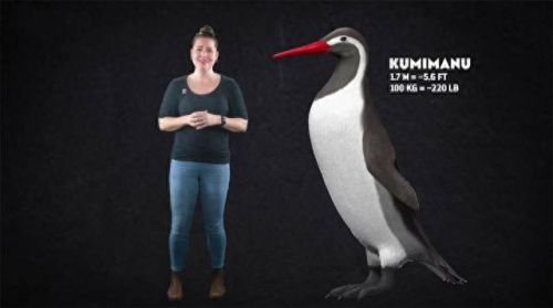 世界上最大的企鹅(小蓝企鹅)插图2 世界上最大的企鹅(小蓝企鹅)插图2