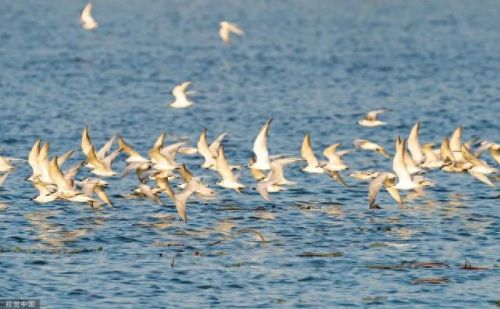 湿地又叫什么名字(湿地植物品种大全)插图1 湿地又叫什么名字(湿地植物品种大全)插图1